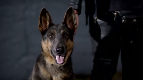 portrait of a german shepherd