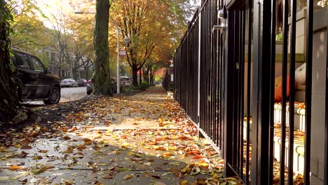 yellow autumn leaves on a city sidewalk