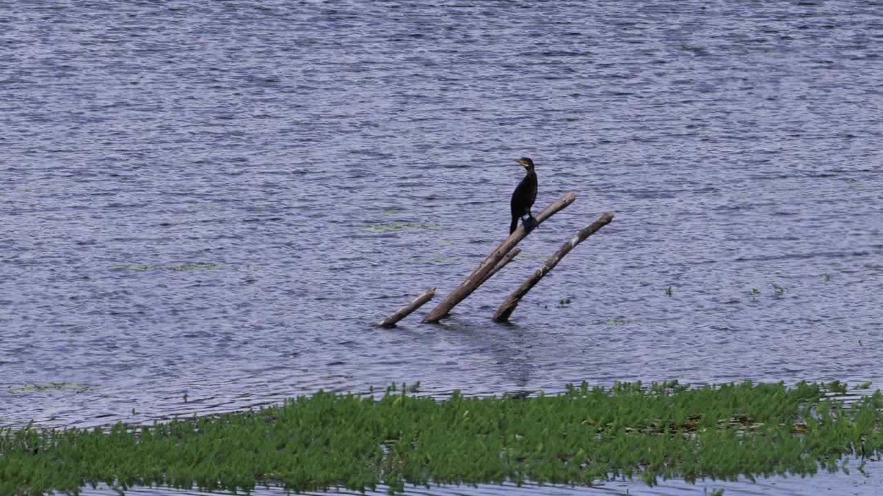el pájaro permanece estacionario en los escombros de madera a la deriva