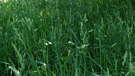 Tropisches-Grünes-Gras-Mit-Sonnenlicht