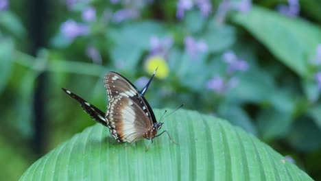 two butterflies mating on a green leaf