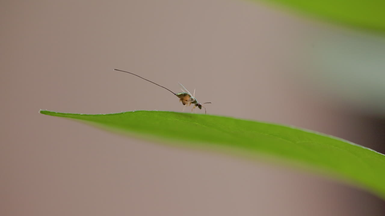 Piccola vespa parassita metallica pulisce il suo corpo e il lungo ovopositore su una foglia illuminata dal sole all'alba; macro.