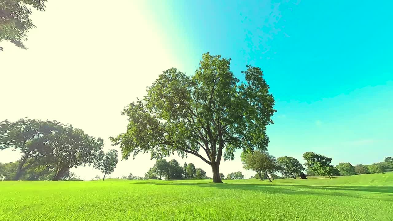 거대한 나무를 돌고 있는 hd, 샷 39