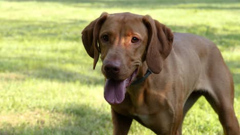 primer plano de un perro perdiguero de puntero húngaro "vizsla" centrándose en la pelota