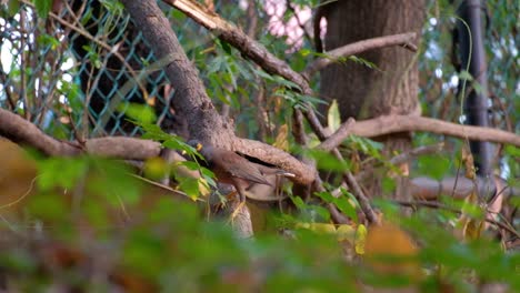 the common myna perched on the trunk of a tree - close up