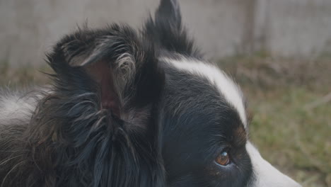 close up shot of a dog ear