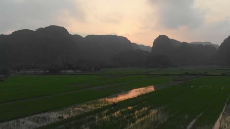 Granjero-En-Campos-De-Arroz-En-Ninh-Binh-Vietnam-Durante-El-Amanecer,-Aéreo