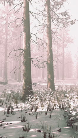 winter forest scene