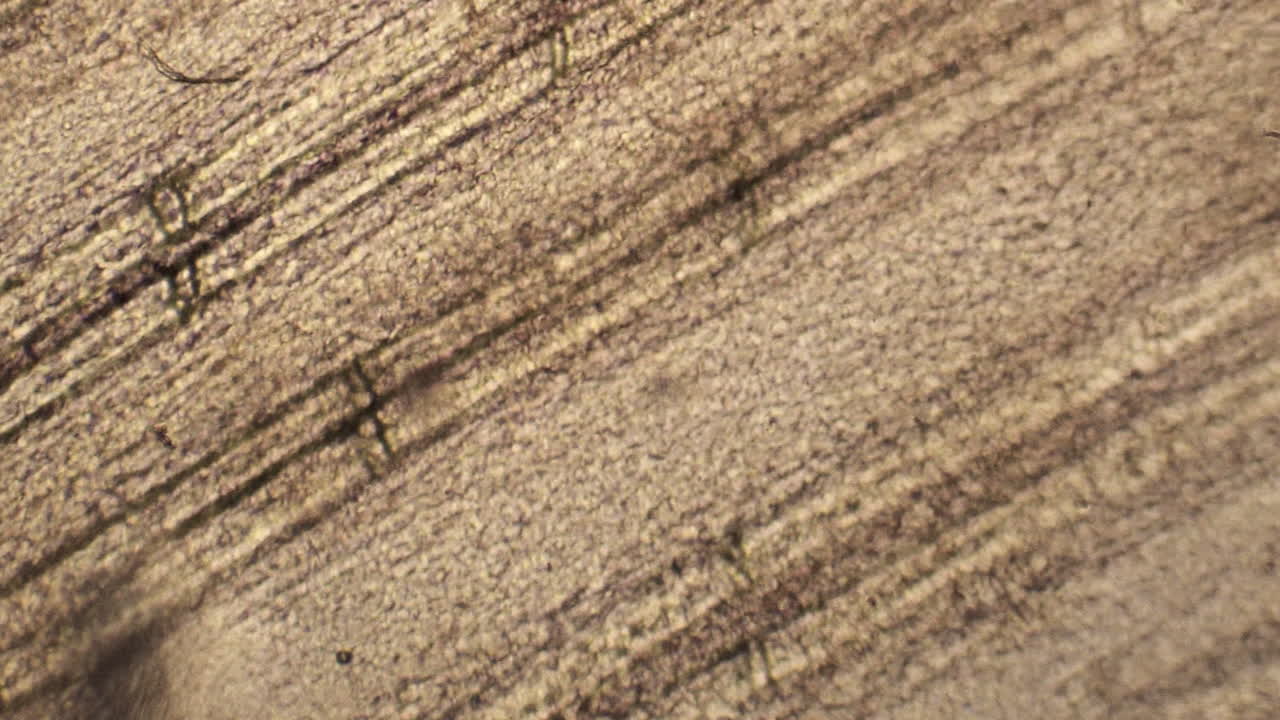 las células sanguíneas fluyen a través de pequeños vasos sanguíneos