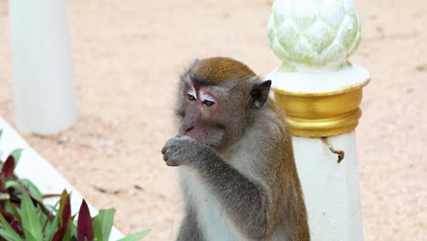 monkey explores and interacts with environment