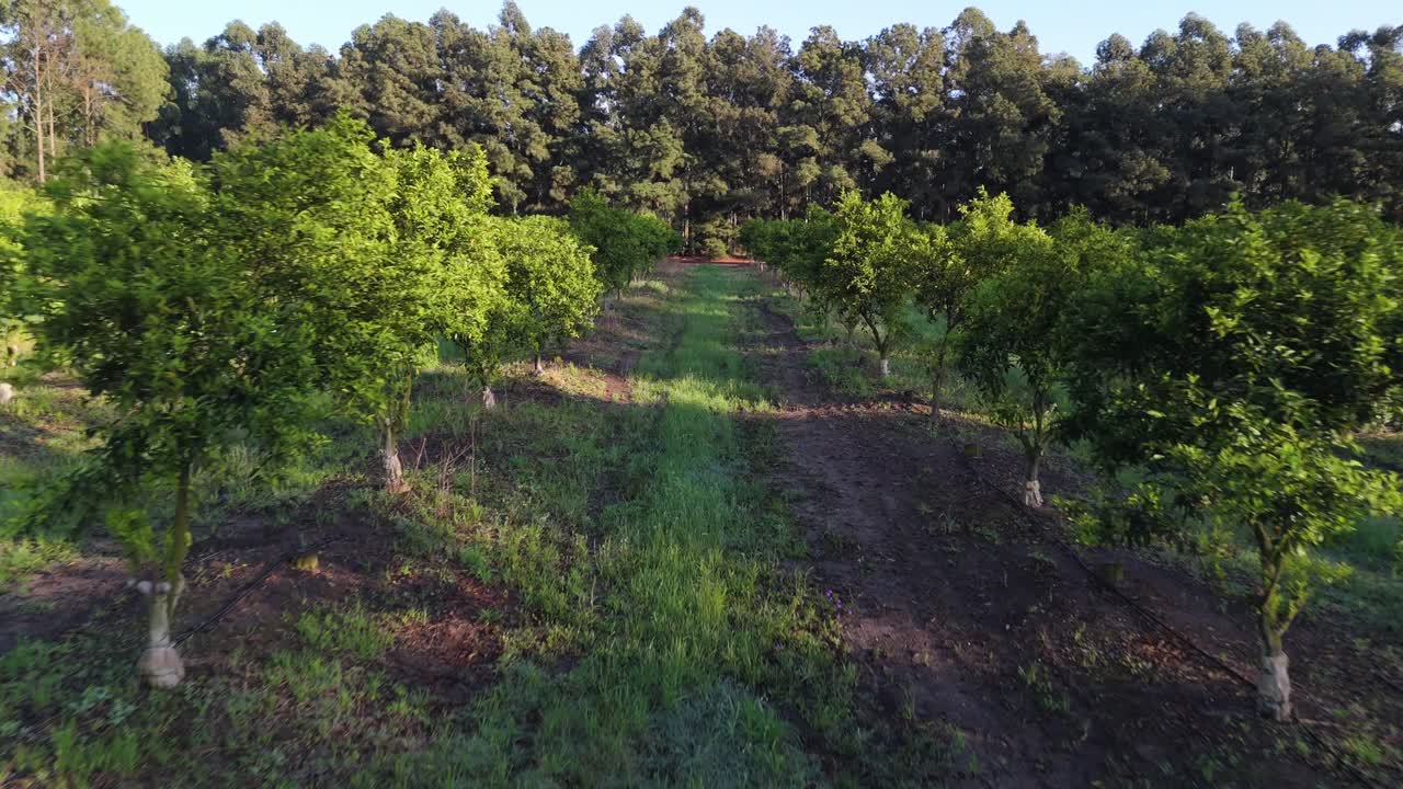 Aerial view among rows of lush orange orchards at sunset in Argentina. 4k.