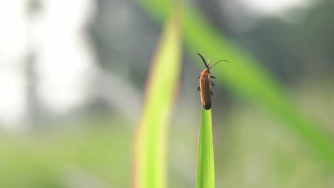 Insecto-Mosca-De-La-Casa-Verde-Acicalándose