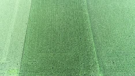 aerial drone shot of very green farmland