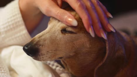 Un-Problema-De-Salud-Común-En-Los-Perros-Salchicha,-La-Condición-Del-&quot;ojo-De-Cereza&quot;