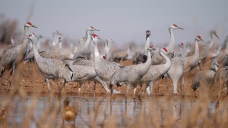 lock of sandhill cranes drinking from a dry bank in arizona