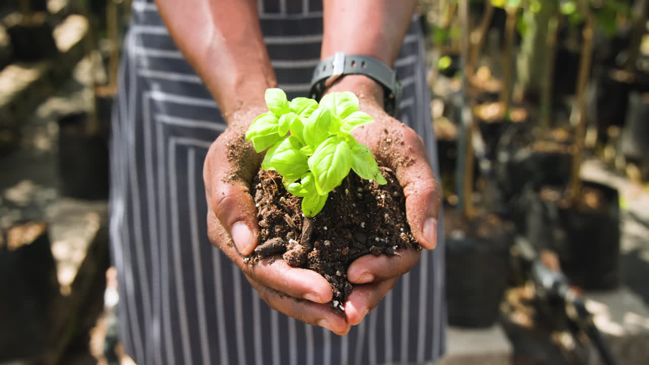 Hands holding soil with young plant, nurturing growth in garden nursery, in greenhouse