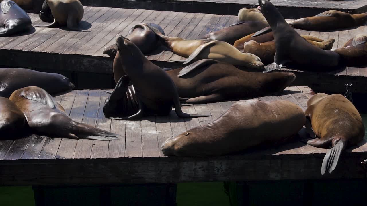 Seals aka Sea Lions Relaxing on Wooden Floats in San Francisco Pier, California USA, Slow Motion