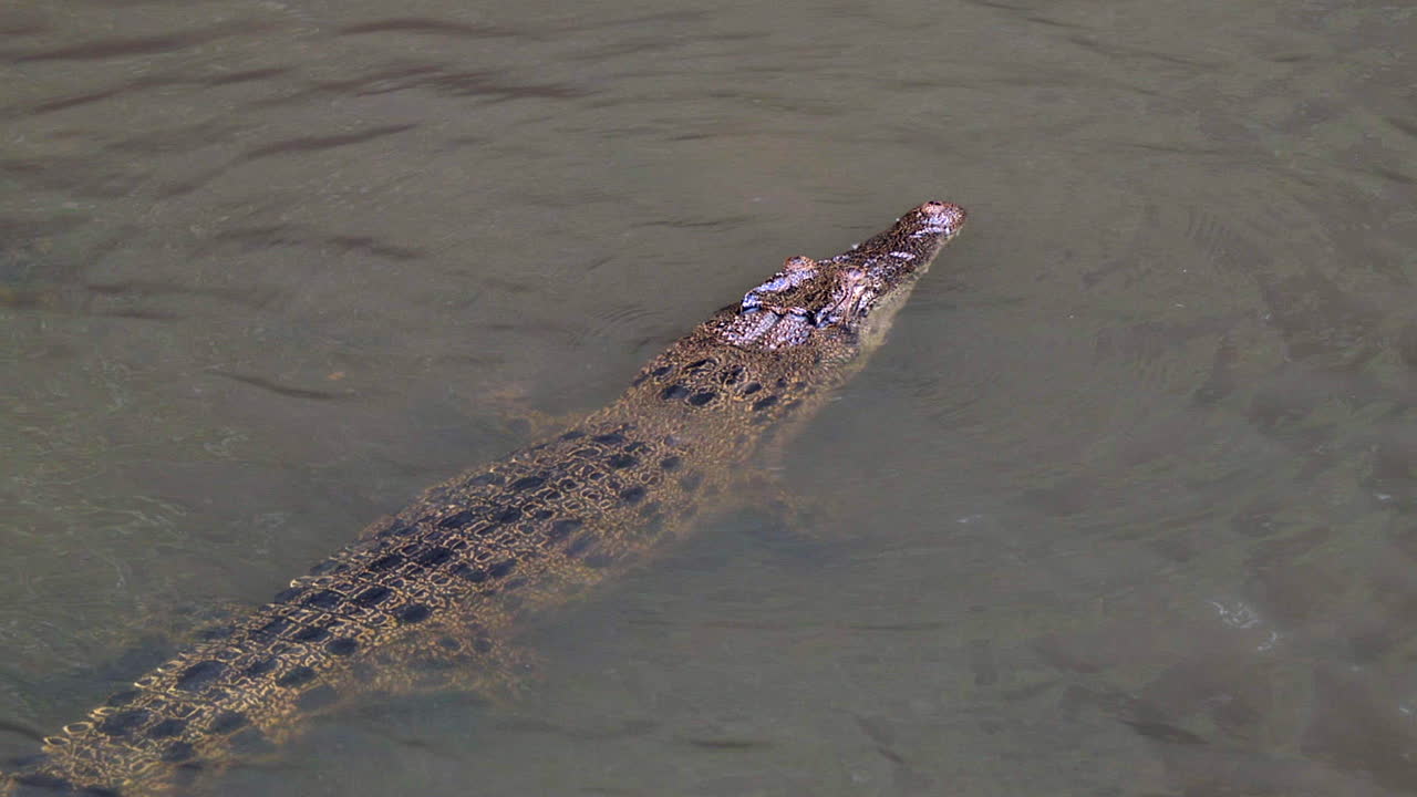 un enorme cocodrilo de estuario sumergiéndose lentamente en las aguas poco profundas - primer plano