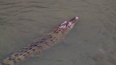 a huge estuarine crocodile slowly submerging itself on the shallow waters - close up shot