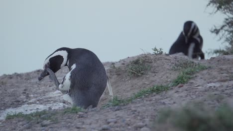 un adorable pingüino magallánico en patagonia usando sus pies para rascarse la cara - cámara lenta