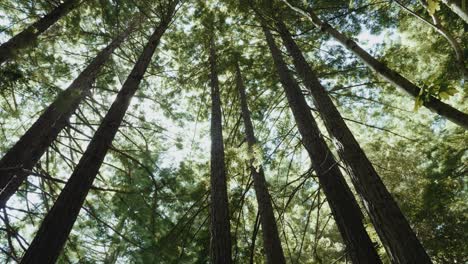 Looking-up-in-a-dense-redwood-forest-with-large-trees-and-the-sun-shining-through