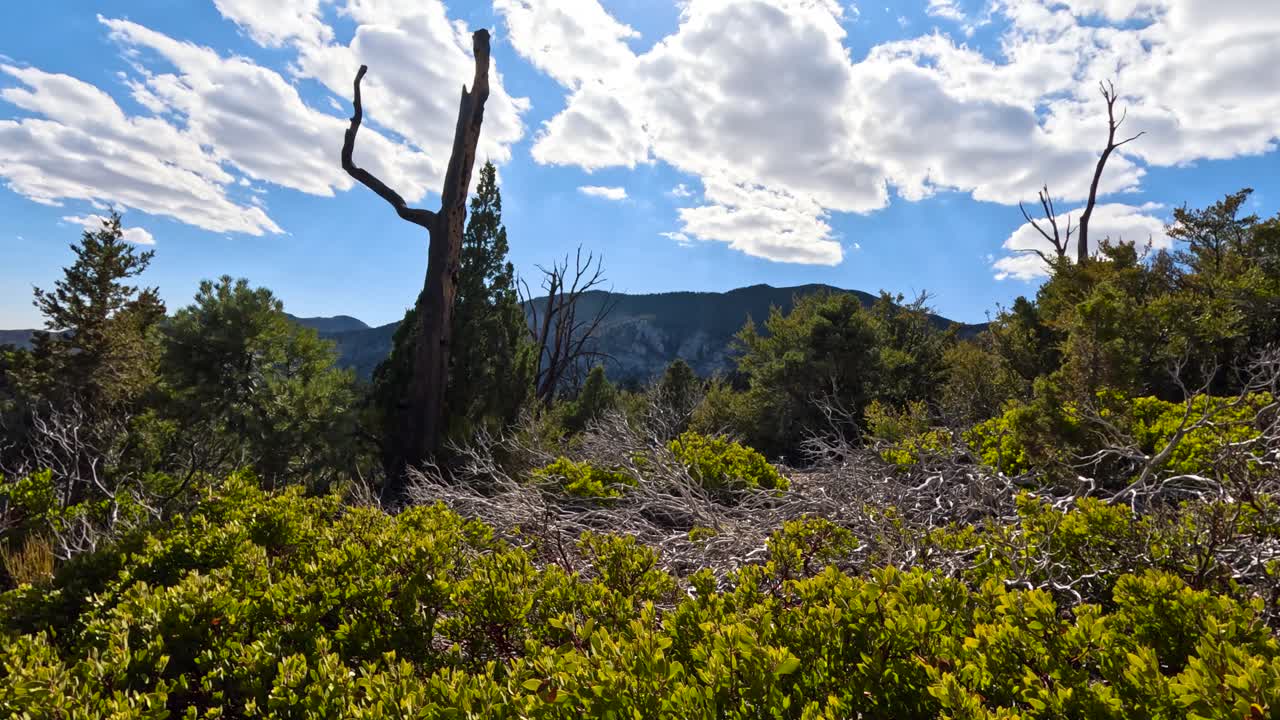 Cloud time lapse behind large dead tree