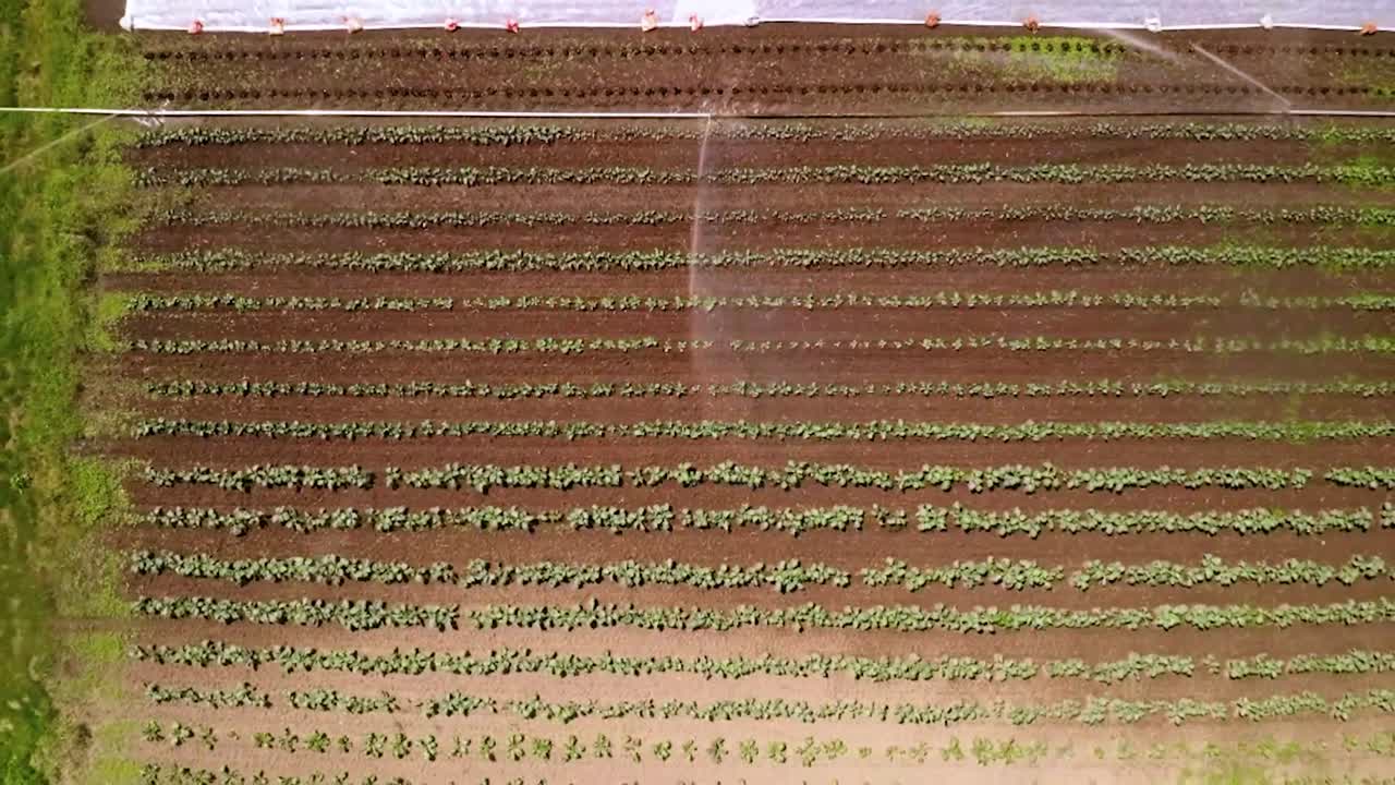 aspersores de riego regar cultivos en tierras de cultivo para crecer en la estación seca