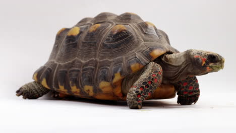 tortuga de patas rojas gira para mostrar el perfil lateral - aislado sobre fondo blanco.