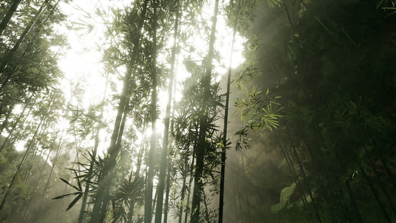 la luz del sol brillando a través de un denso bosque de bambú