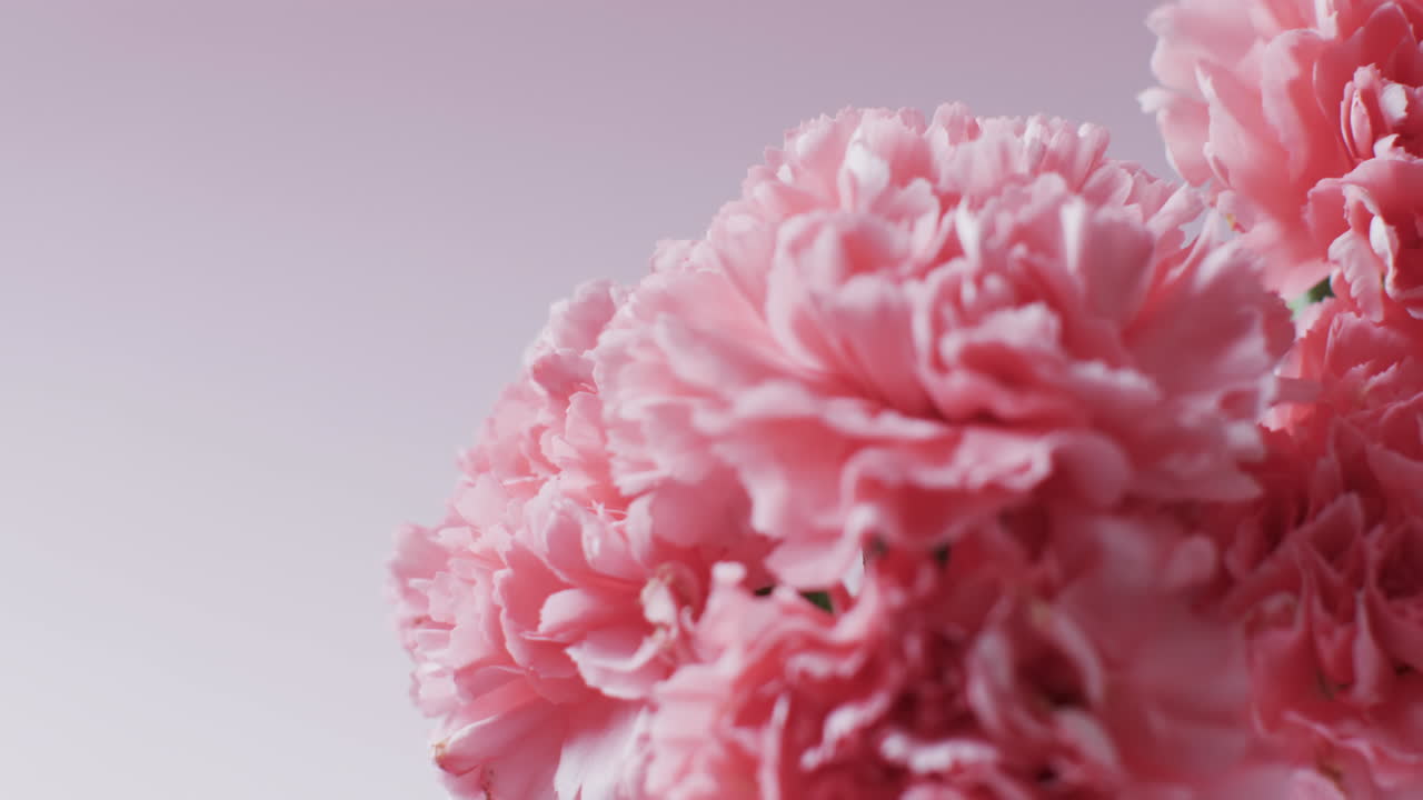 video de primer plano de un ramo de flores rosadas con espacio de copia en fondo rosa