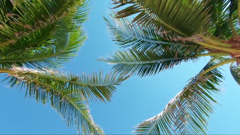 Looking up at tropical coconut palm trees from below with their leaves blowing in the wind and a bright blue summer sky behind them in Mexico near Cancun on the beach Playa del Carmen on vacation