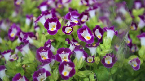 the purple torenia fournieri, commonly called wishbone flower, it's seen for sale at a flower market in hong kong