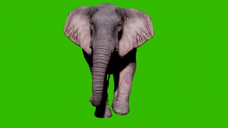large elephant walking on the ground in front of green screen. seamless loop animation for animals, nature and educational backgrounds.