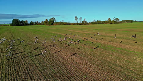 Drone following a huge flock of wild ducks on open field, Latvian agricultural meadow