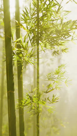 sunlight shining through a bamboo forest