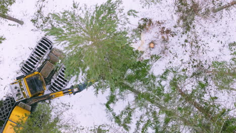 harvester felling and delimbing spruce trees in snowy forest, overhead aerial