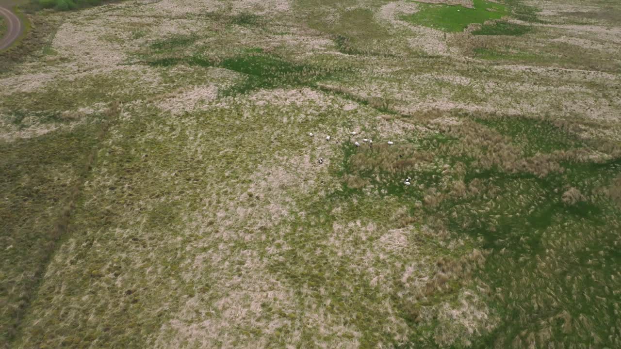 tiro tiliting de ovejas moviéndose en la naturaleza