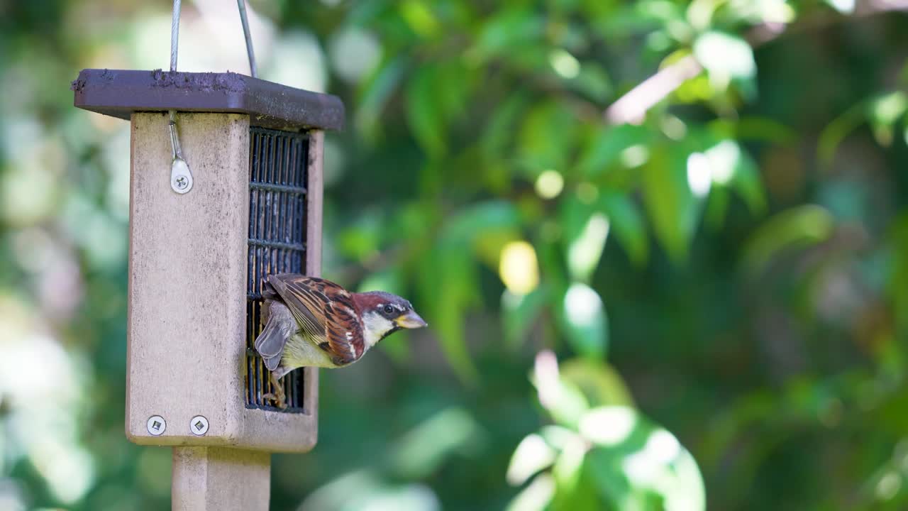A House Finch and a House Sparrow feed from a backyard suet feeder in Southern California