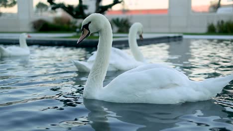 swans swimming in a local park in slow motion