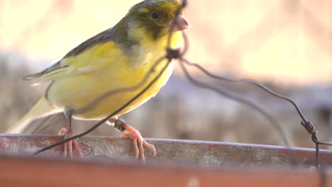 Canary-bird-inside-cage-feeding-and-perch-on-wooden-sticks-and-wires