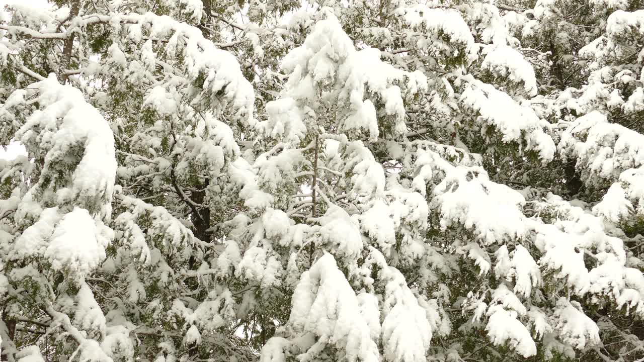 una gruesa capa de nieve que cubre las agujas verdes de los pinos mientras la nieve continúa cayendo