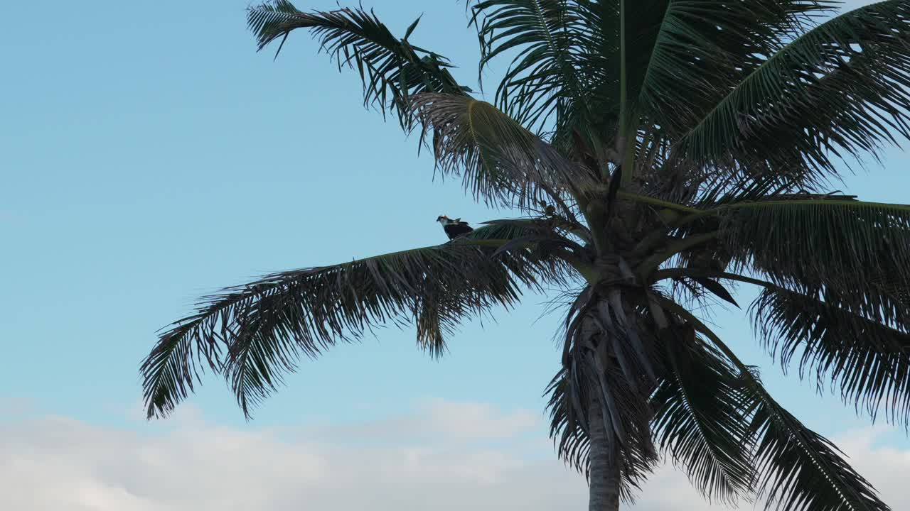 Coconut palm tree with Brahminy kite bird of prey resting on the leaf, clear blue sky