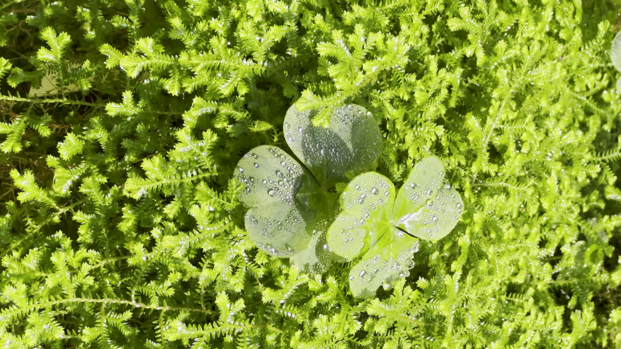 Detailed shot of a light green moss with two trefoils in the center, wet with dew glistening in the sunlight