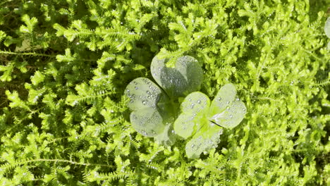 detailed shot of a light green moss with two trefoils in the center, wet with dew glistening in the sunlight
