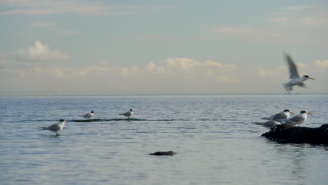 Pequeños-Cormoranes-De-Varios-Colores-Sentados-En-La-Costa---Océano-Un-Grupo-De-Pequeños-Cormoranes-De-Varios-Colores-Sentados-En-Una-Roca