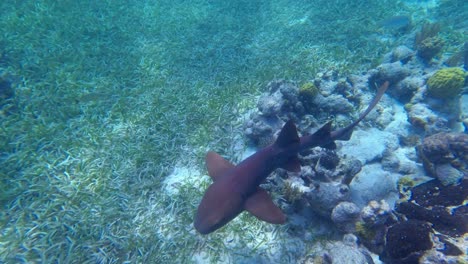 a nurse shark swims along the sea bed of the tropical waters off hol chan marine reserve, san pedro, belize