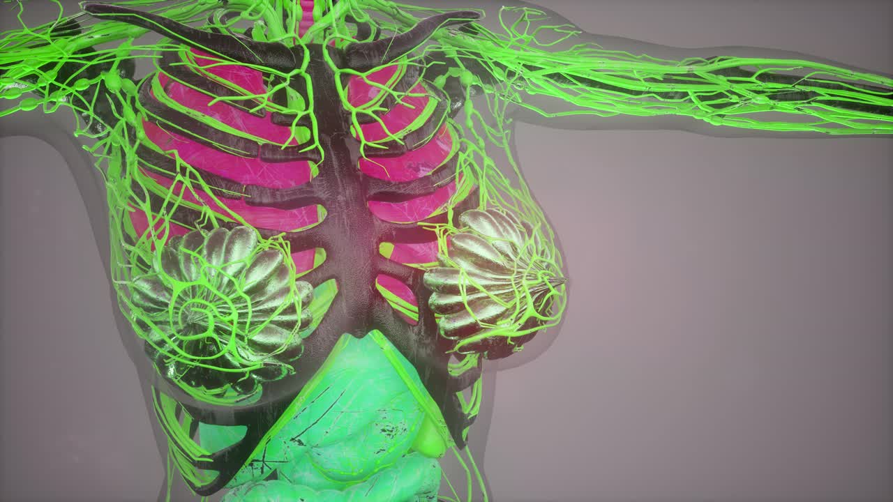 모든 장기를 포함한 인간 해부학 일러스트레이션