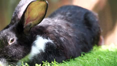 Schwarz-weißes-Kaninchen-Auf-Dem-Gras