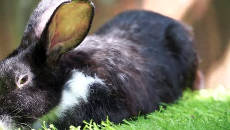 black white rabbit on the grass