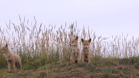 Three-young-sweet-adorable-cute-coyote-puppies-with-brown-eyes-and-vertical-ears-sit-on-green-grass-land-by-den-staring-looking-at-camera,-portrait